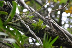 Specklinia brighamii