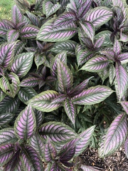 Strobilanthes auriculata dyeriana