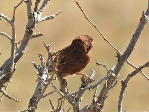 Chestnut Sparrow (Passer eminibey), photo 8