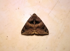 Poaphilini