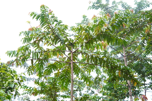 Duabanga moluccana observed 2025-05-23