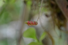 Anthurium friedrichsthalii
