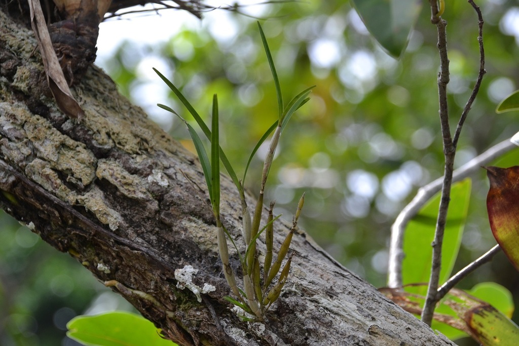 Scaphyglottis behrii