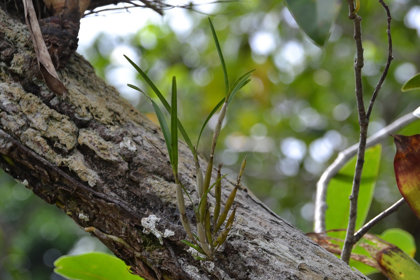 Scaphyglottis behrii