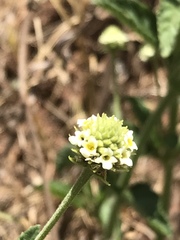 Lippia rehmannii