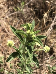 Lippia rehmannii