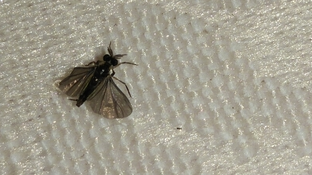 Corium Insects Corioxenos from 中国 上海市松江区 中山 on August 29, 2015 at 02:06 AM by ...