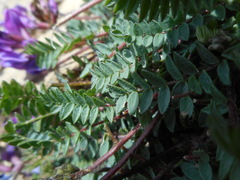 Oxytropis montana