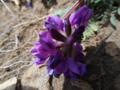 Oxytropis montana