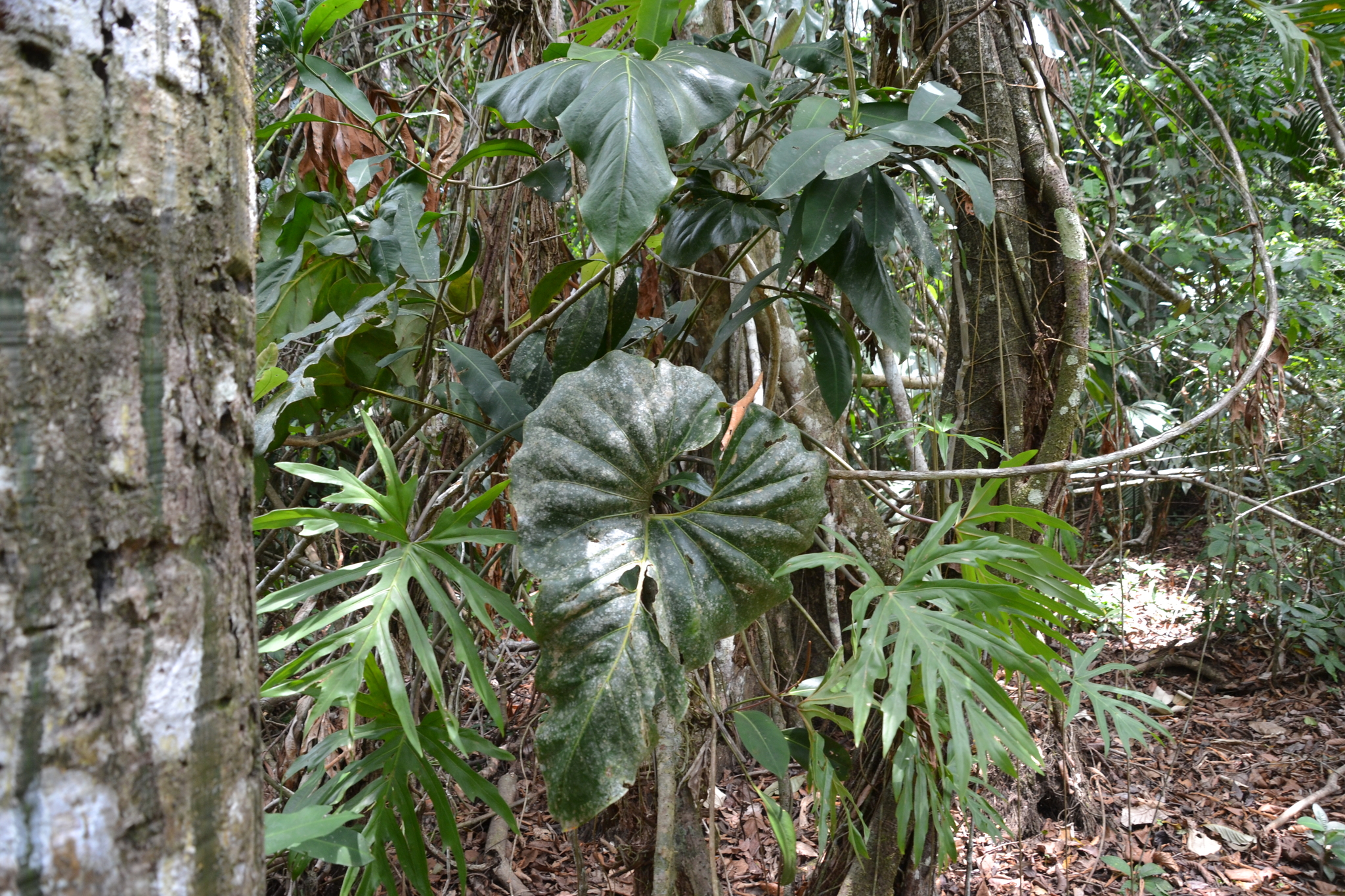 Anthurium Brownii