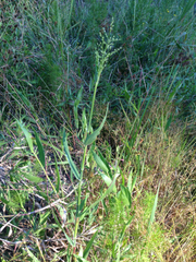 Dichanthelium scoparium