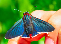 Elbella scylla