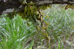 Codonanthopsis crassifolia