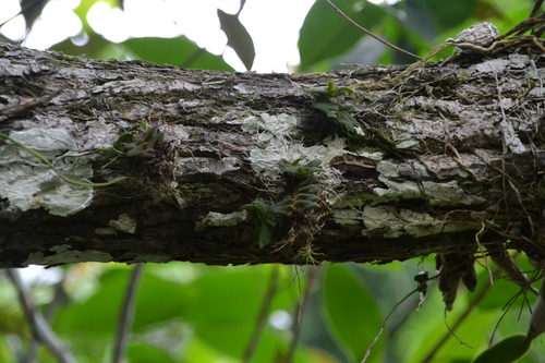 Epidendrum schlechterianum, photograph 4