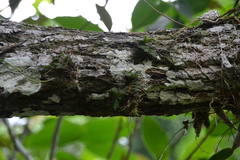 Epidendrum schlechterianum, photograph (c) Letizia Weichgrebe, some rights reserved (CC BY)