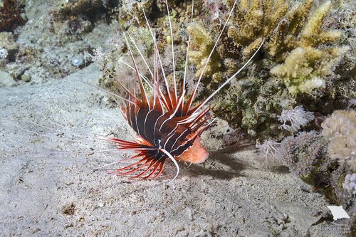 Red Sea Clearfin Lionfish