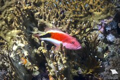 Blackside Hawkfish photo 2