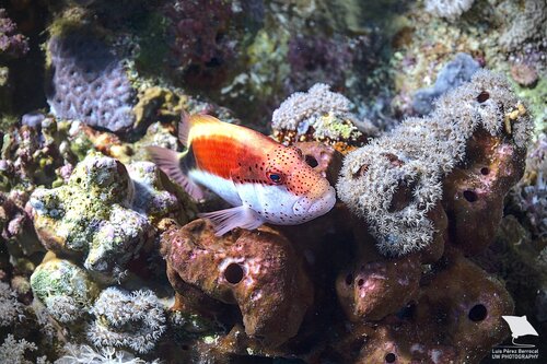 Freckled Hawkfish