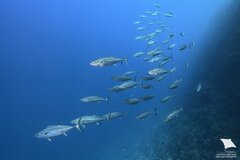 Dogtooth Tuna photo 3