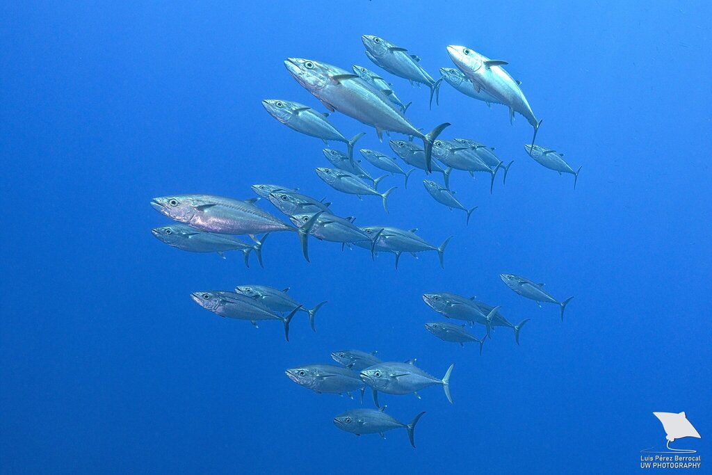 Dogtooth Tuna