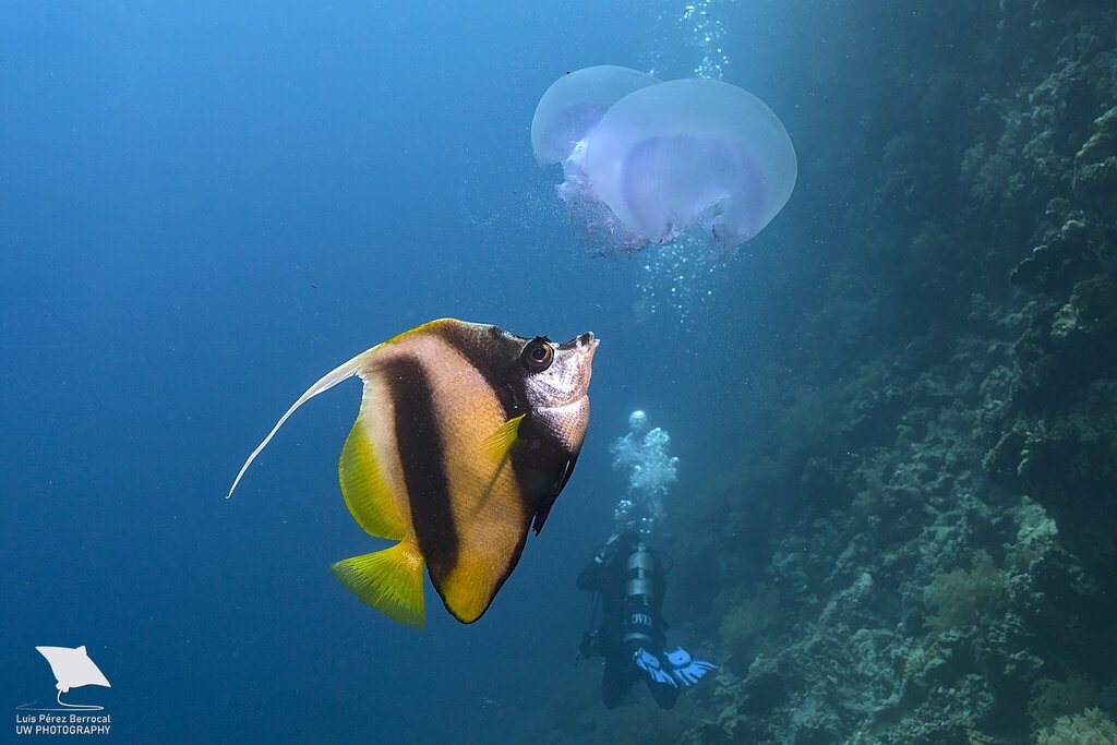 Photo of Red Sea bannerfish (Heniochus intermedius)