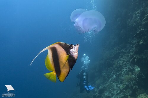 Red Sea Bannerfish — seen at this dive site