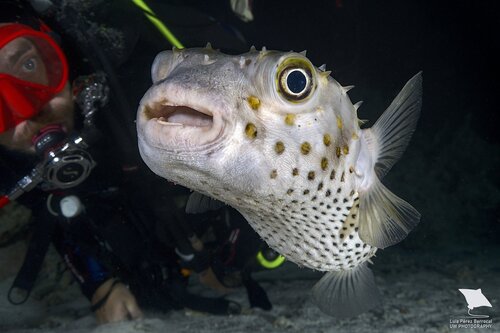 Spotbase Burrfish — seen at this dive site