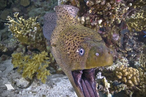 Giant Moray — seen at this dive site