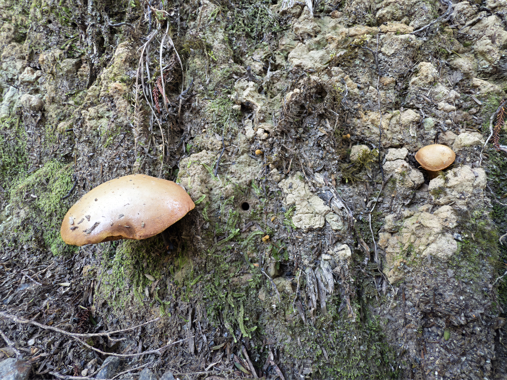Chalciporus piperatus · May 2025 · photo: © jeremy_rolfe (iNaturalist, cc-by)