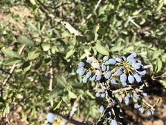 Forestiera pubescens pubescens