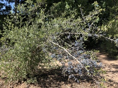 Forestiera pubescens pubescens