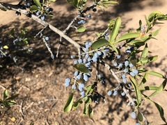 Forestiera pubescens pubescens