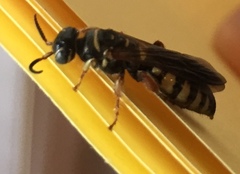 Myzinum quinquecinctum