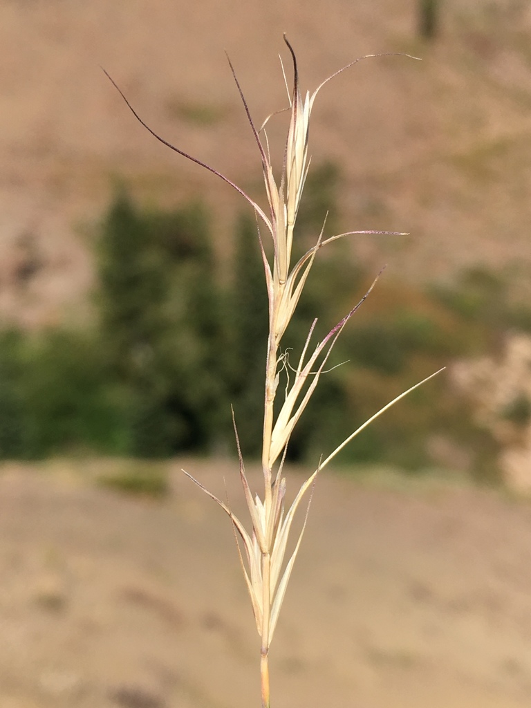Sierra Wild Rye from Markleeville, CA, US on September 10, 2019 at 11: ...