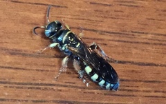 Myzinum quinquecinctum