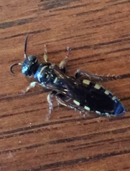 Myzinum quinquecinctum