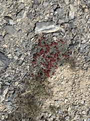 Eriogonum holmgrenii