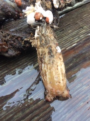 Styela montereyensis