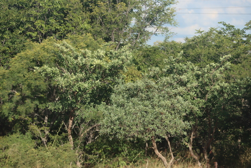 silver terminalia