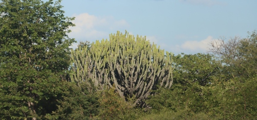 Common Tree Euphorbia