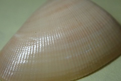 Donax punctatostriatus