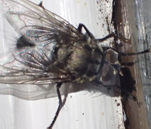Vagabond Cluster Fly photo 5