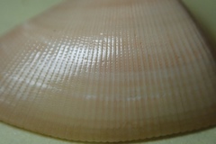 Donax punctatostriatus