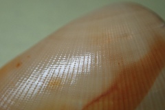 Donax punctatostriatus