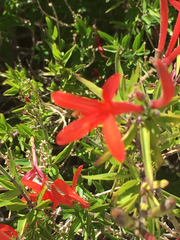 Anisacanthus