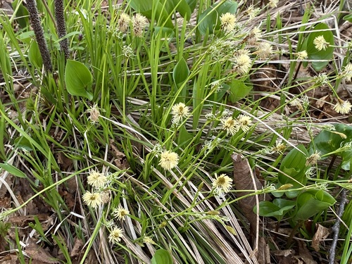 Carex longirostrata iNat (2)