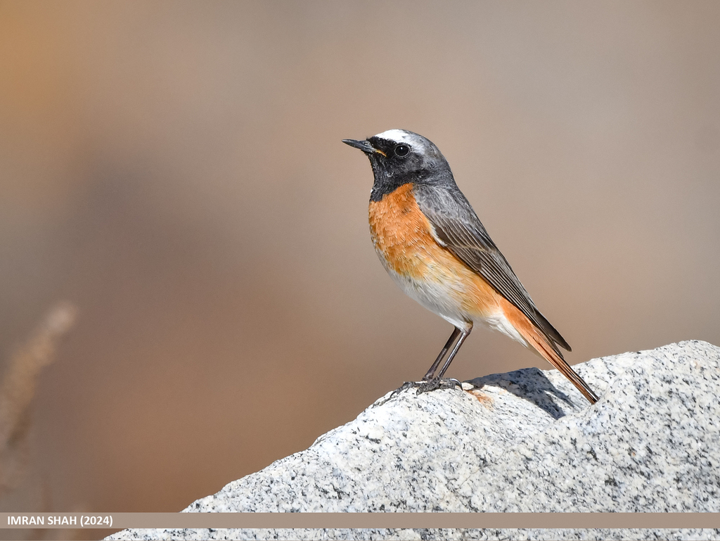 Northern Common Redstart