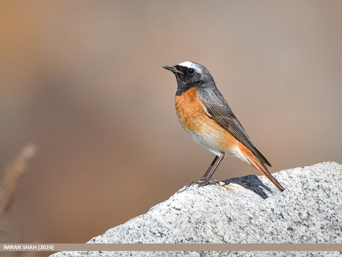Northern Common Redstart