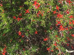 Anisacanthus