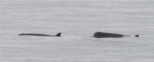Northern Bottlenose Whale